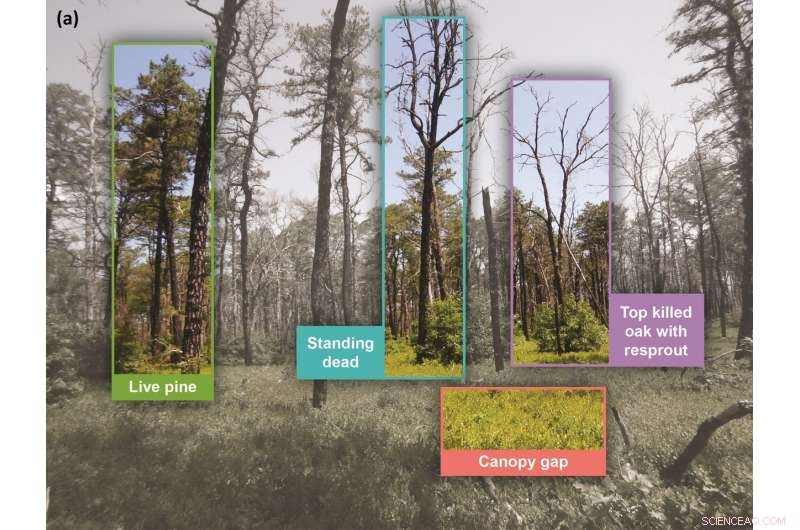 Innovative Imaging Technique Reveals Forest Fire Recovery Dynamics