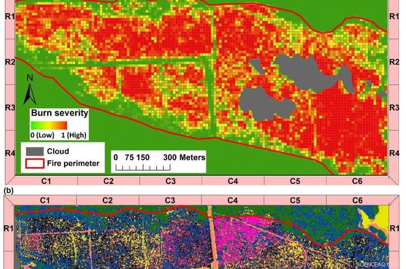Innovative Imaging Technique Reveals Forest Fire Recovery Dynamics