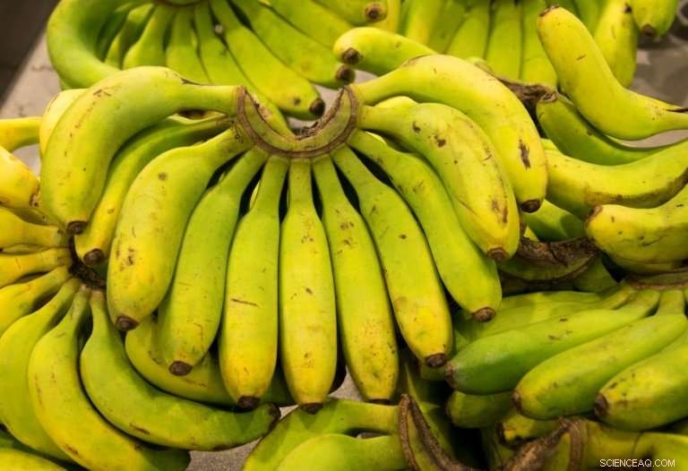 Guadeloupe s Green Revolution: Bananas Lead the Sustainable Farming Shift