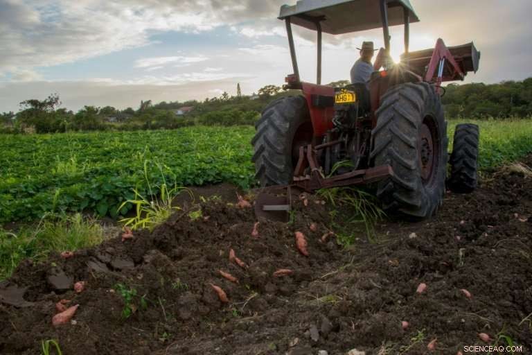 Guadeloupe s Green Revolution: Bananas Lead the Sustainable Farming Shift