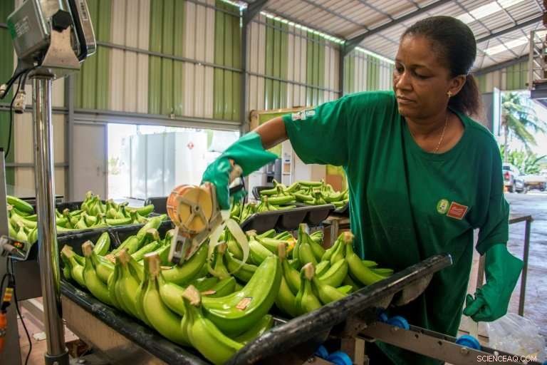 Guadeloupe s Green Revolution: Bananas Lead the Sustainable Farming Shift