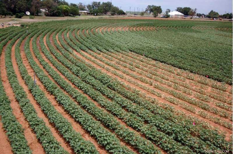 Optimizing Texas Cotton: Study Identifies Water‑Efficient Irrigation Patterns