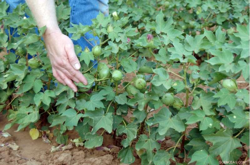 Optimizing Texas Cotton: Study Identifies Water‑Efficient Irrigation Patterns