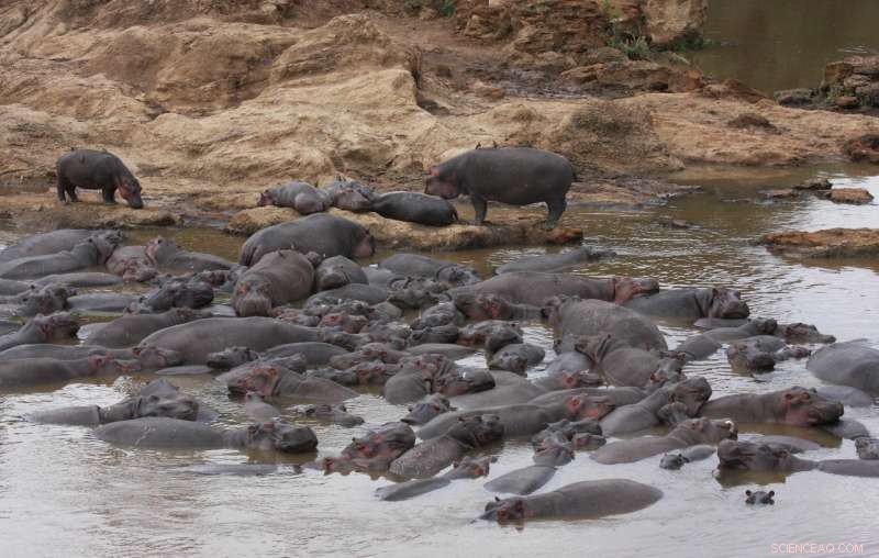 Hippo Waste Triggers Fish Kills in Africa s Mara River