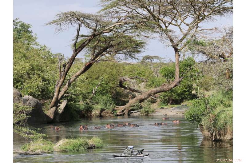 Hippo Waste Triggers Fish Kills in Africa s Mara River