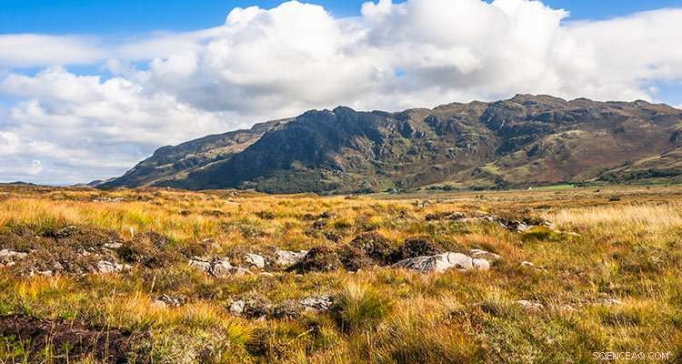 Securing the UK’s Natural Carbon Stores: Safeguarding Our Climate Legacy