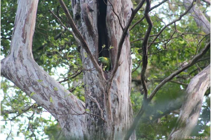 Safeguarding Forests and Communities from Tropical Storms
