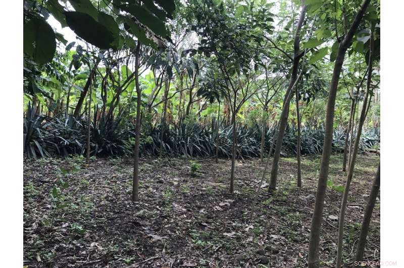 Safeguarding Forests and Communities from Tropical Storms