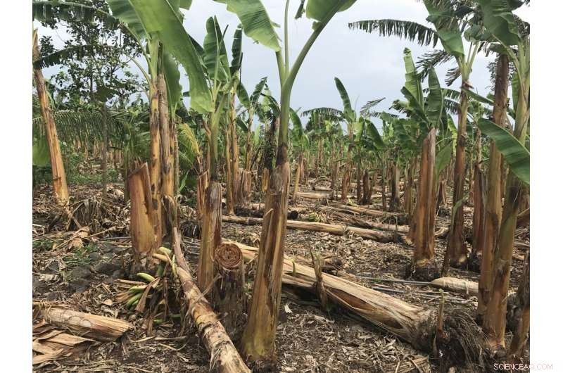 Safeguarding Forests and Communities from Tropical Storms