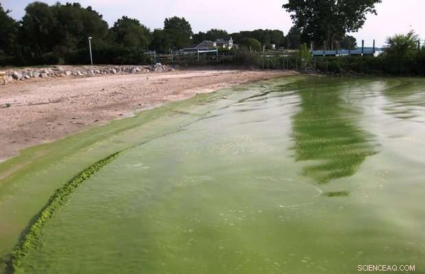 Not All Water Pitchers Are Equal: Which Filter Models Excel at Removing Toxins