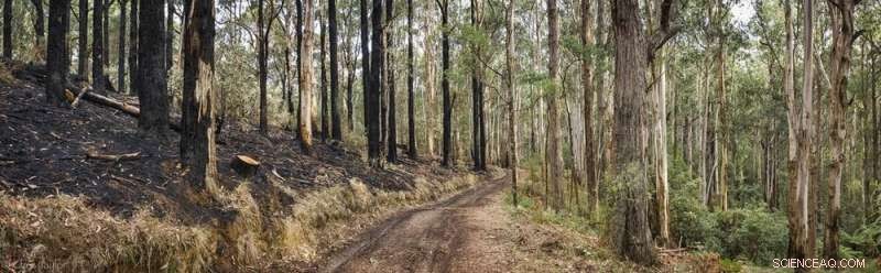 How Logging Fires Mask Industrial Pollution: A Threat to Community Safety