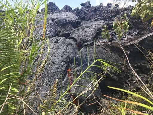 Hawaii Volcano Ash Emission Triggers Road Damage Amid Quakes