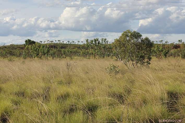 The Evolution of Australia’s Vegetation: A Historical Overview