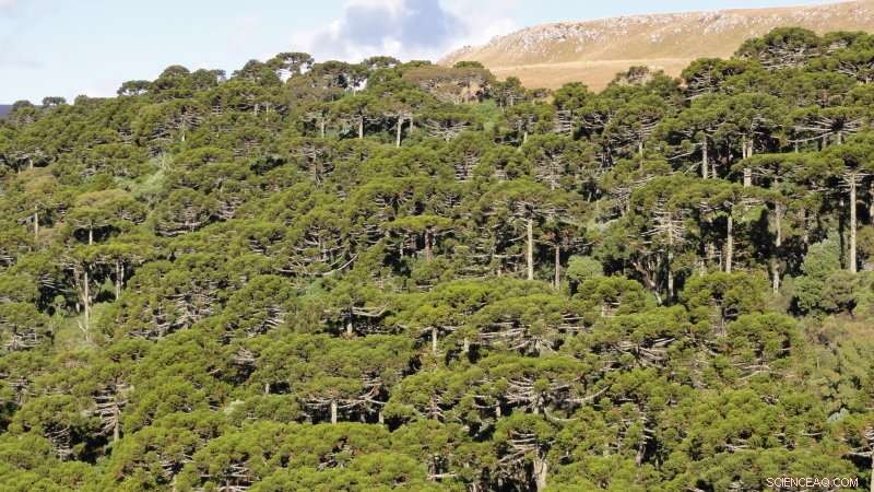 Archaeologists Reveal Ancient Human Influence on South American Forests, Not Climate Change