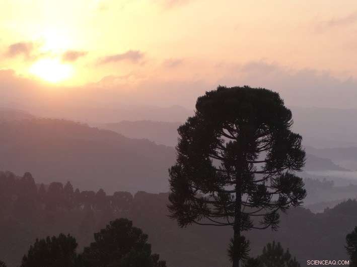 Archaeologists Reveal Ancient Human Influence on South American Forests, Not Climate Change