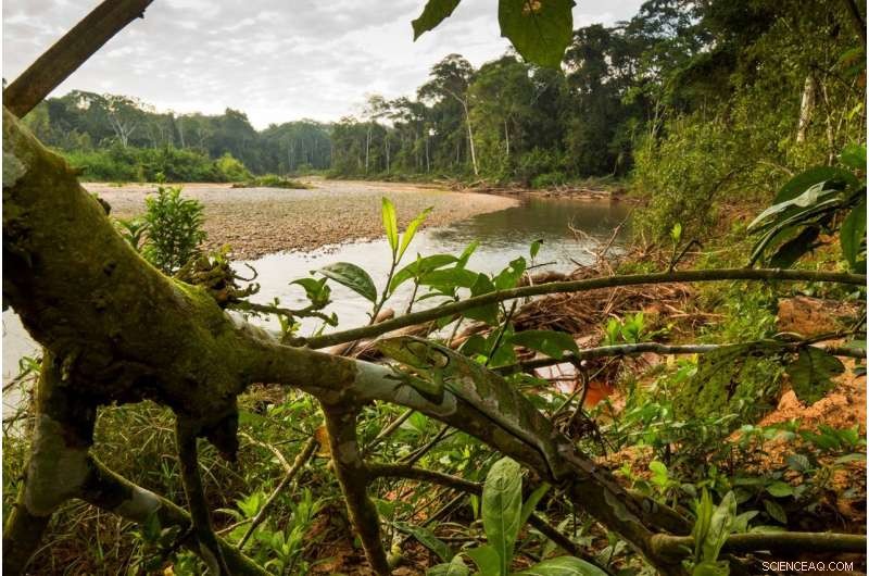 Urgent: One-Third of Global Protected Areas Are Degraded by Human Activities, Study Finds