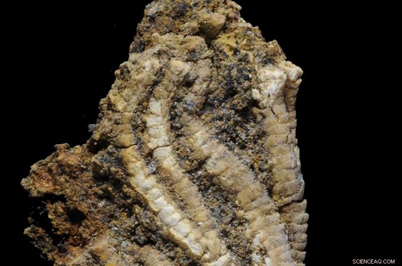 New Antarctic Fossil Study Reveals Marine Shift 33 Million Years Later Than Expected