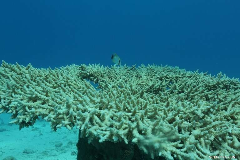 Japan’s Largest Coral Reef Suffered Severe Bleaching: Only 1% Remains Healthy, Study Finds