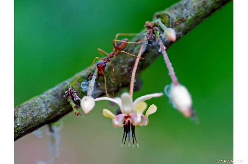 Optimizing Shade for Cocoa: Sustainable Growth in Chocolate Production