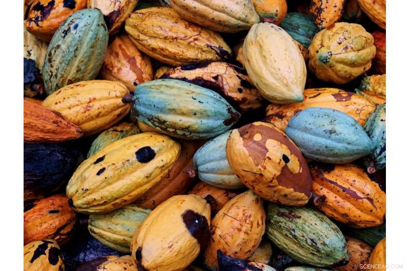 Optimizing Shade for Cocoa: Sustainable Growth in Chocolate Production