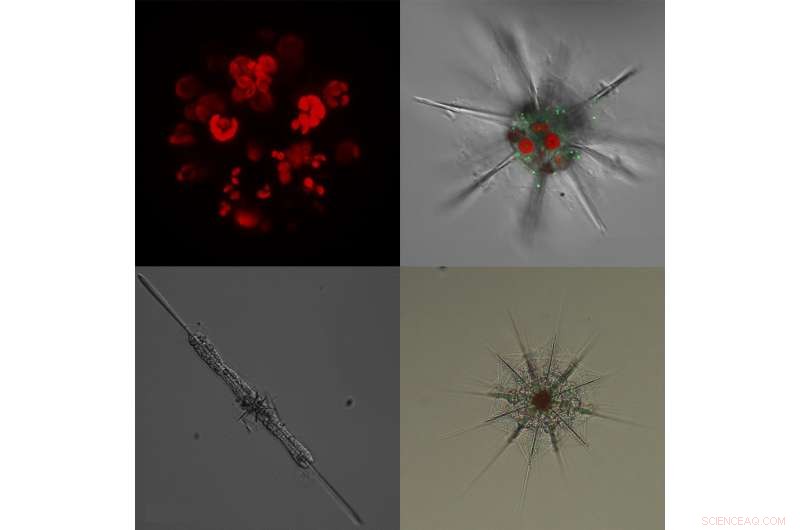 Symbiotic Plankton: Providers or Parasites? Unveiling Their Dual Roles