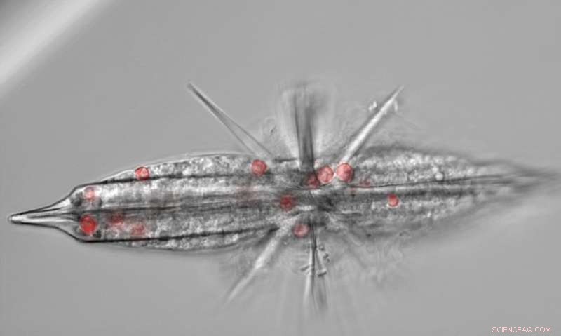 Symbiotic Plankton: Providers or Parasites? Unveiling Their Dual Roles