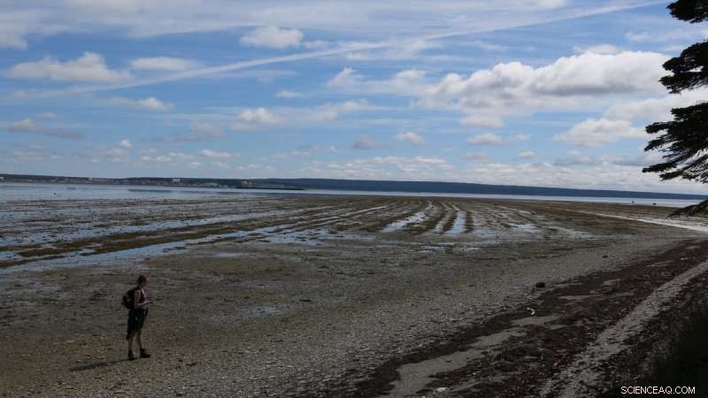 New Study Links Global Ocean Anoxia to Historical Mass Extinction