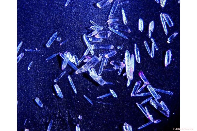 New Study Reveals Arctic Phytoplankton Transport Threatens Fish Populations