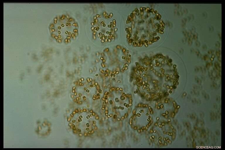 New Study Reveals Arctic Phytoplankton Transport Threatens Fish Populations