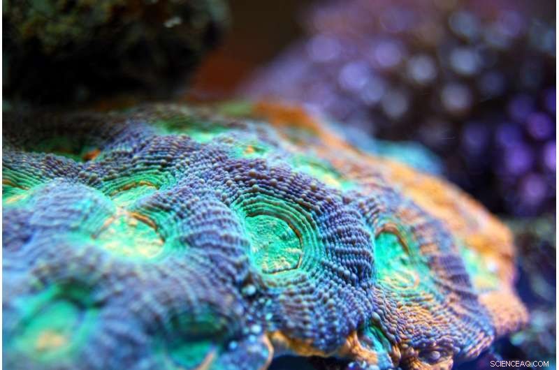 Nutrient Pollution and Climate Change Threaten Even the Hardiest Corals