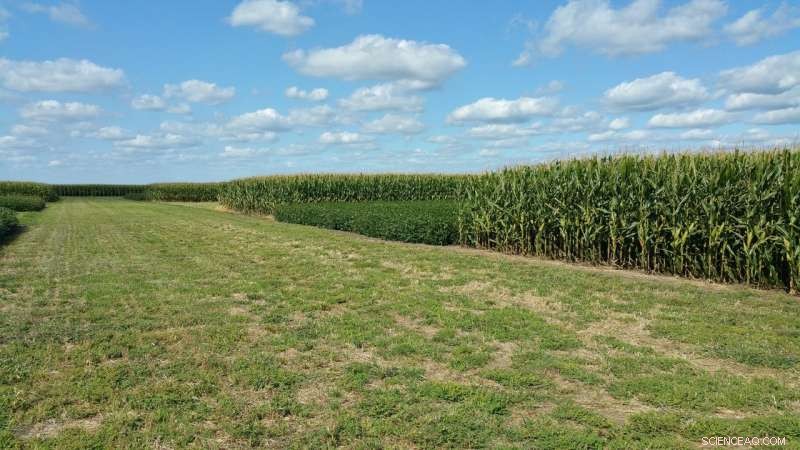 Long-Term Study Confirms Crop Rotation Cuts Greenhouse Gas Emissions