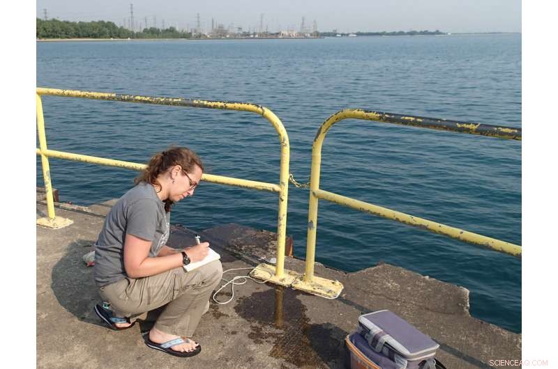 E. coli Beach Closures: Why Gulls Are the Culprit