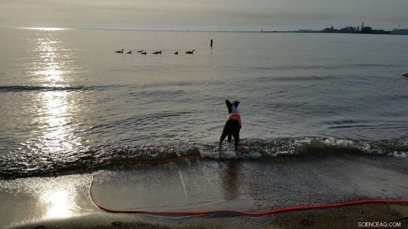 E. coli Beach Closures: Why Gulls Are the Culprit