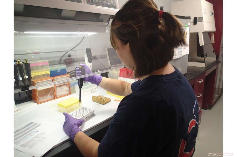 E. coli Beach Closures: Why Gulls Are the Culprit