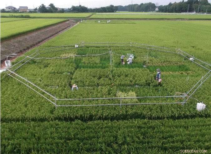 Higher CO₂ Levels Diminish Rice s Nutritional Value