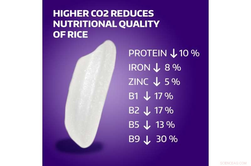 Higher CO₂ Levels Diminish Rice s Nutritional Value