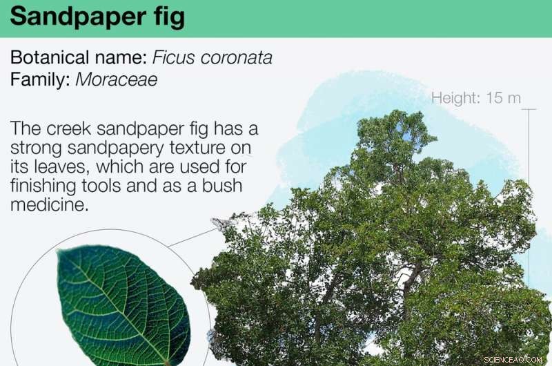 Sandpaper Figs: Nature’s Toolkit for Food, Fire, Medicine, and Wasps’ Homes