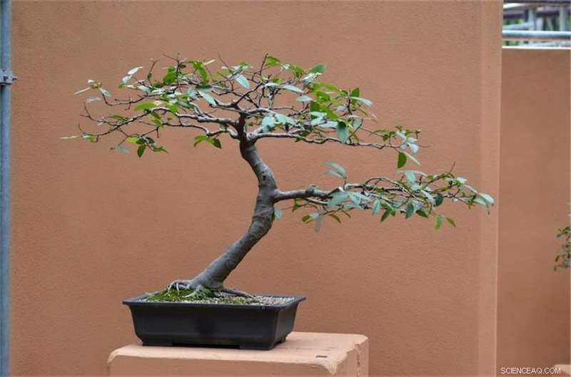 Sandpaper Figs: Nature’s Toolkit for Food, Fire, Medicine, and Wasps’ Homes