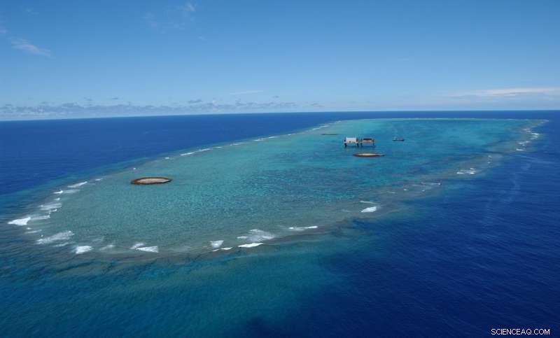Giant Clams Unveil Typhoon History Around Okinotori Island