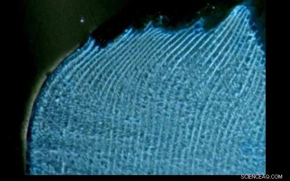 Giant Clams Unveil Typhoon History Around Okinotori Island