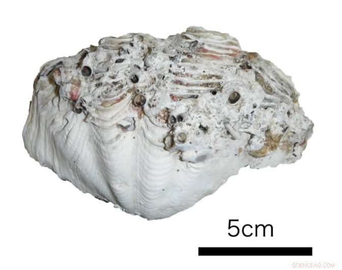 Giant Clams Unveil Typhoon History Around Okinotori Island