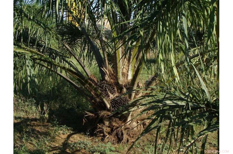 Deforestation-Free Palm Oil: The Complex Reality Behind the Claim