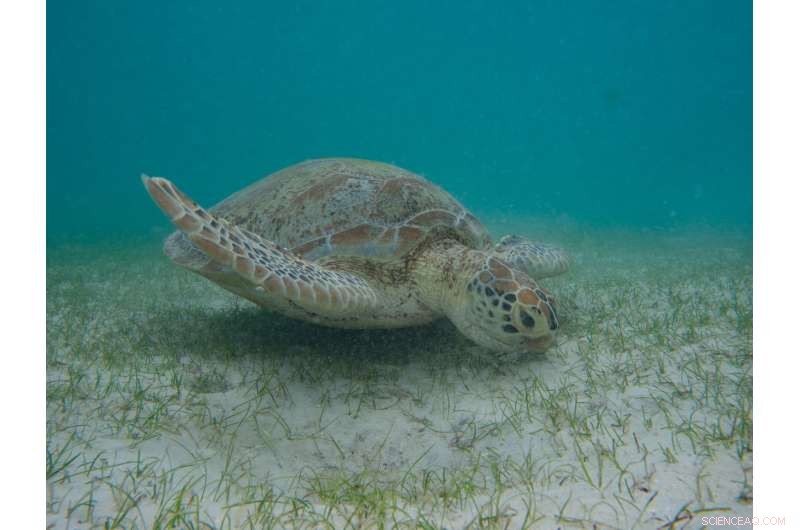 New Research Reveals How Dugong and Sea Turtle Excrement Supports Seagrass Growth on the Great Barrier Reef