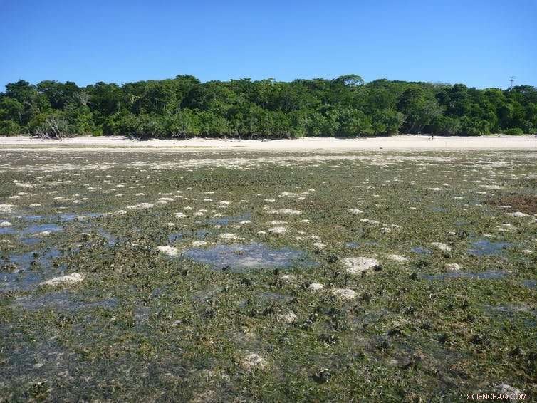 New Research Reveals How Dugong and Sea Turtle Excrement Supports Seagrass Growth on the Great Barrier Reef