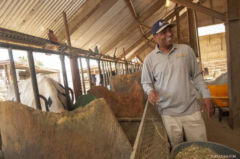 Could Seaweed Reduce Methane Emissions in Dairy Cattle?