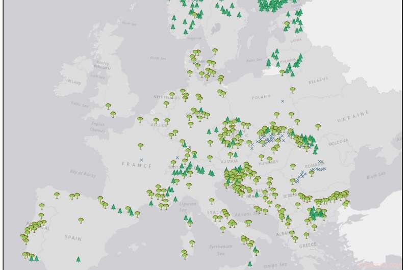 New Map Reveals Vast Extent of Old-Growth Forests Still Thriving Across Europe