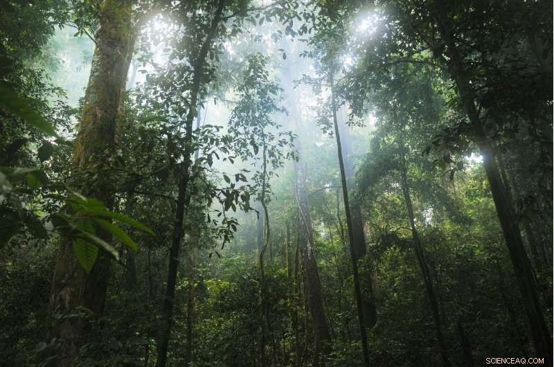Research Reveals Taller, Older Amazon Forests Are More Resilient to Droughts