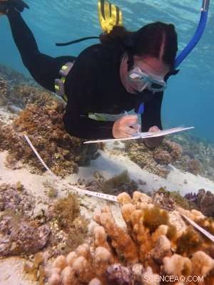 How Light and Temperature Together Regulate Algal Abundance on Coral Reefs