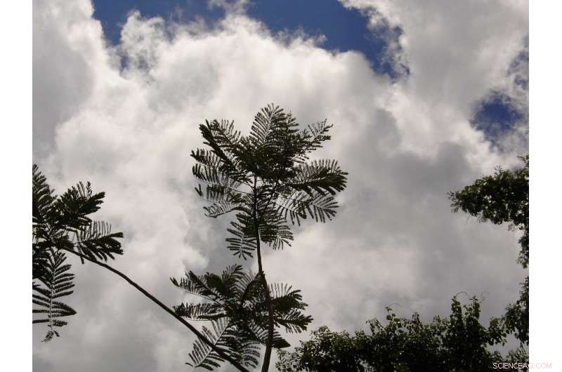 Key Tree Species Drive Recovery of Degraded Tropical Forests