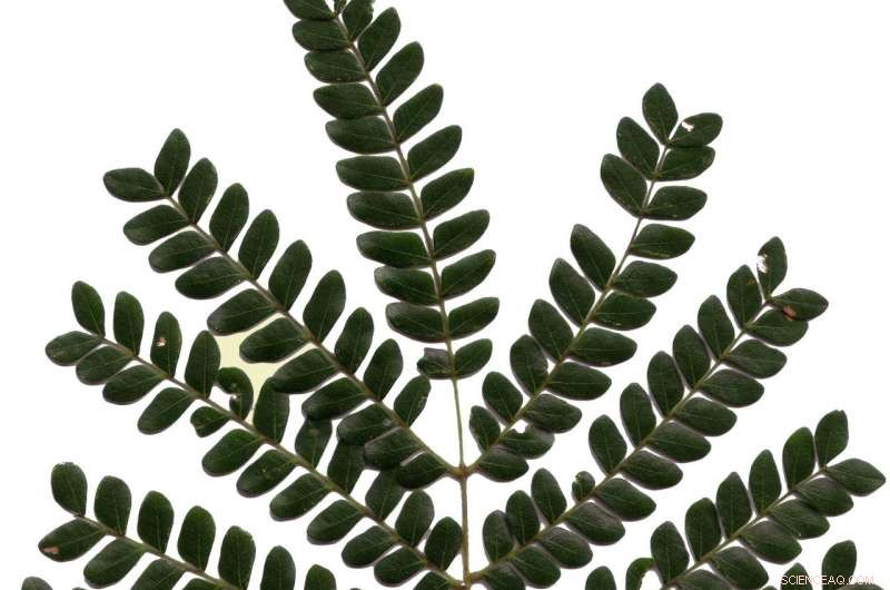 Key Tree Species Drive Recovery of Degraded Tropical Forests